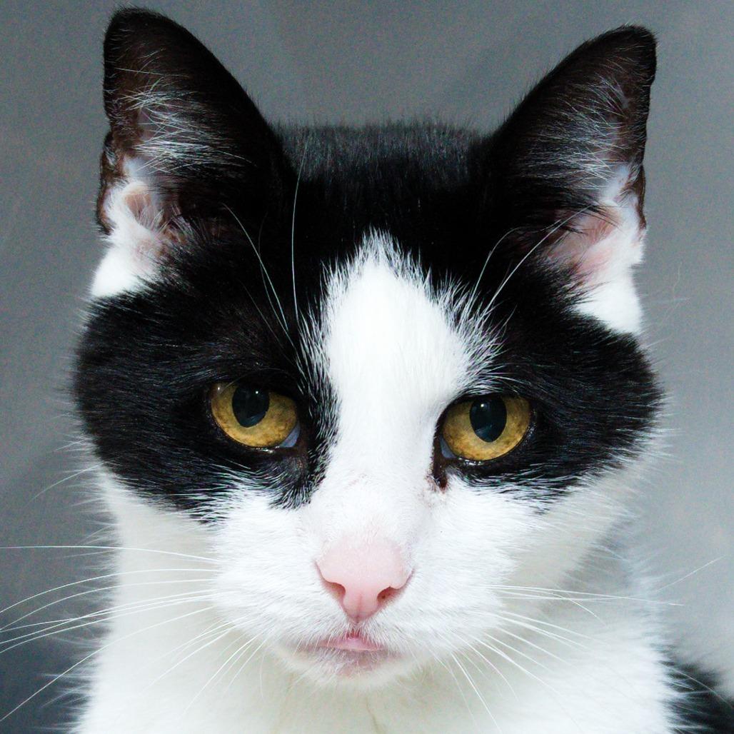 Enlarge Jasmine, a Adoptable Domestic Short Hair in Natick, MA image 4/6