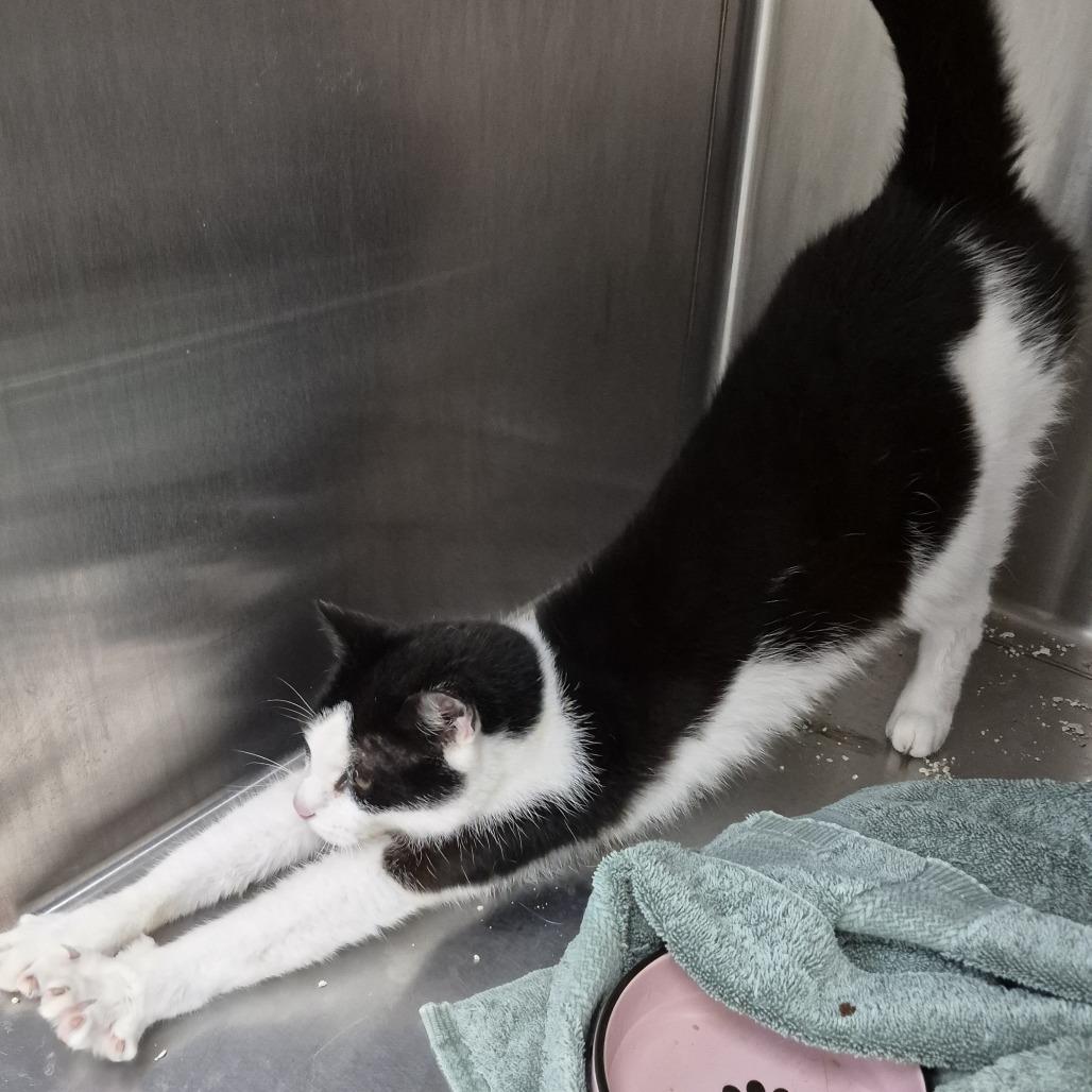Enlarge Jasmine, a Adoptable Domestic Short Hair in Natick, MA image 6/6