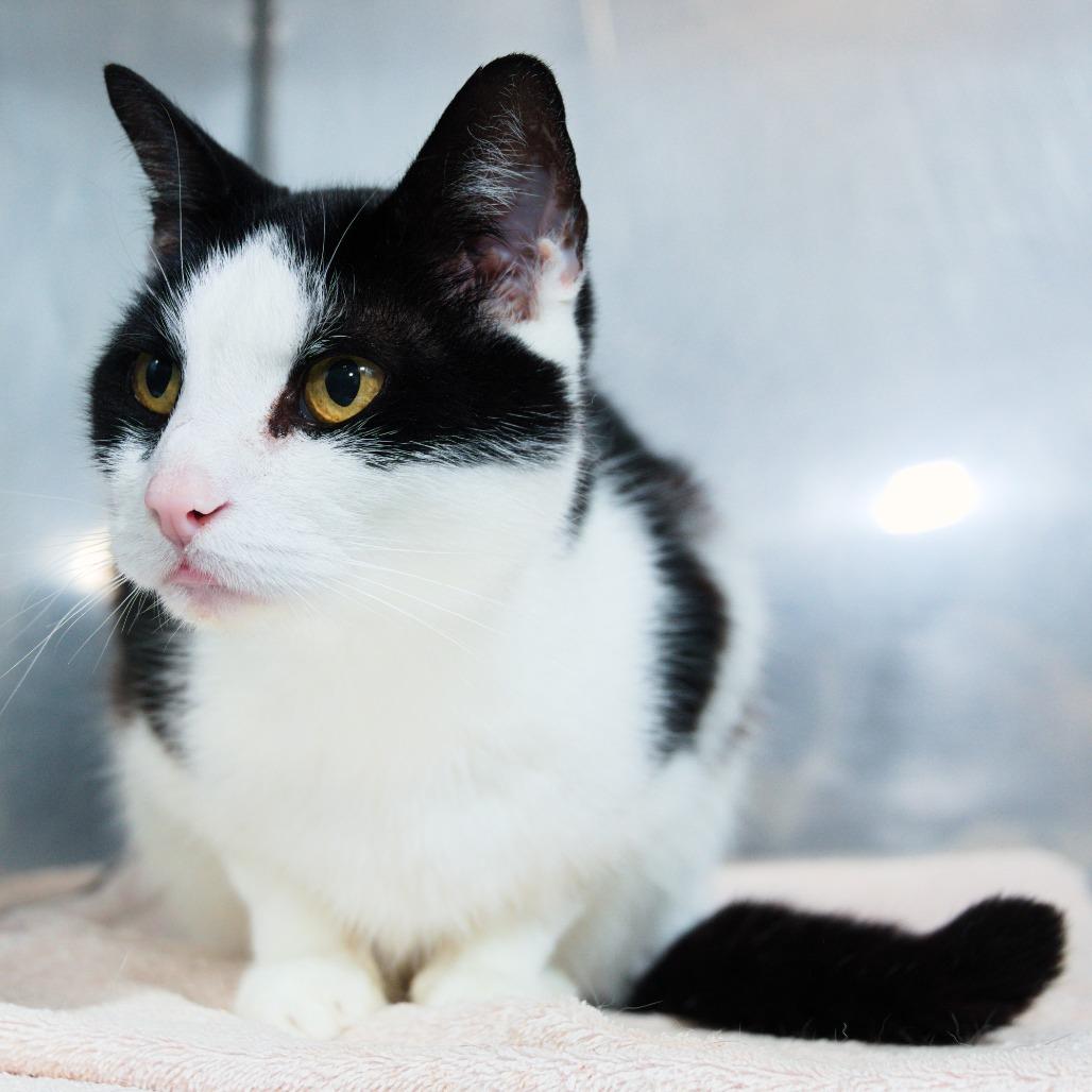 Enlarge Jasmine, a Adoptable Domestic Short Hair in Natick, MA image 5/6
