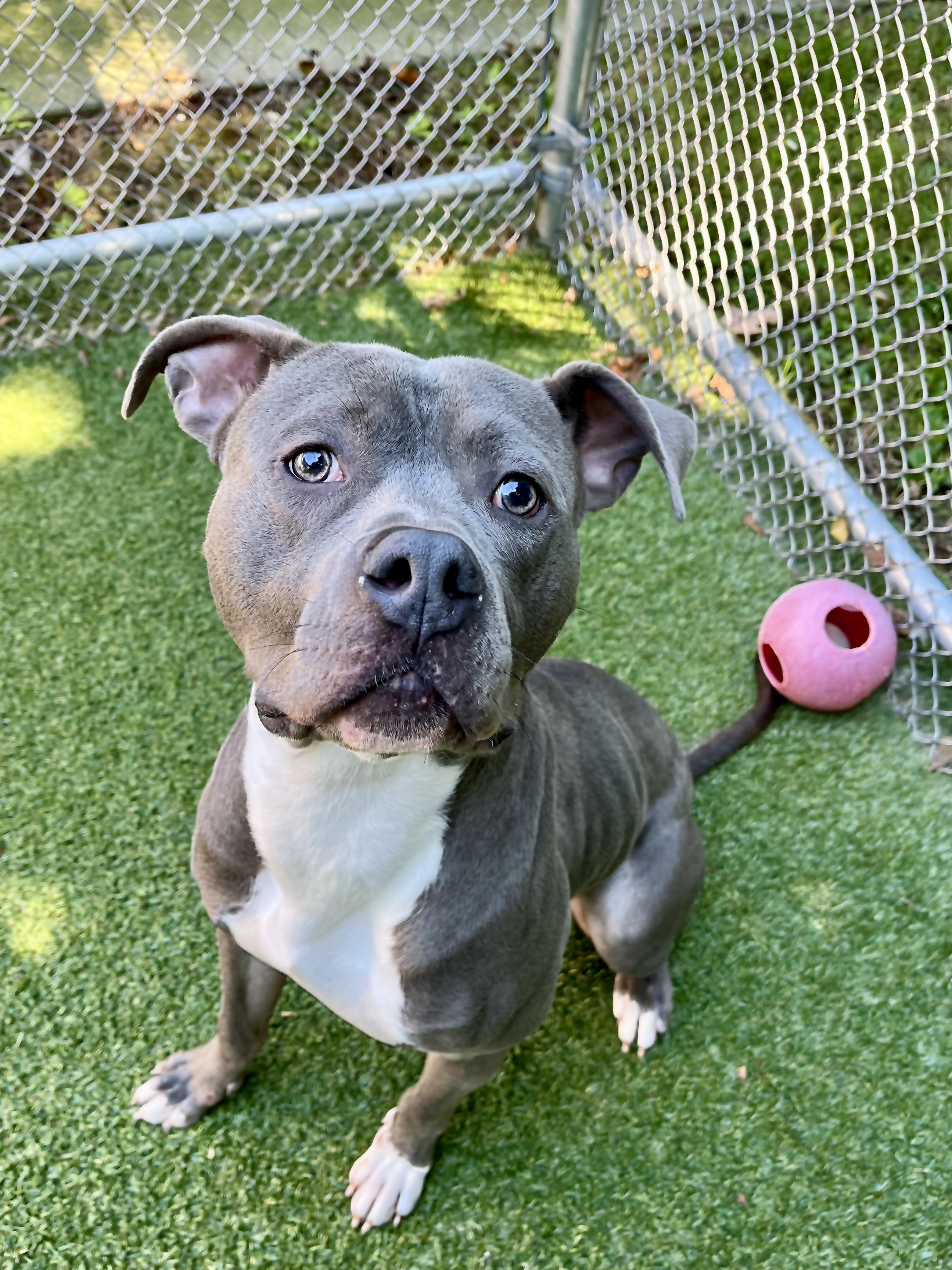 Junior, Adoptable, Young Male Pit Bull Terrier.