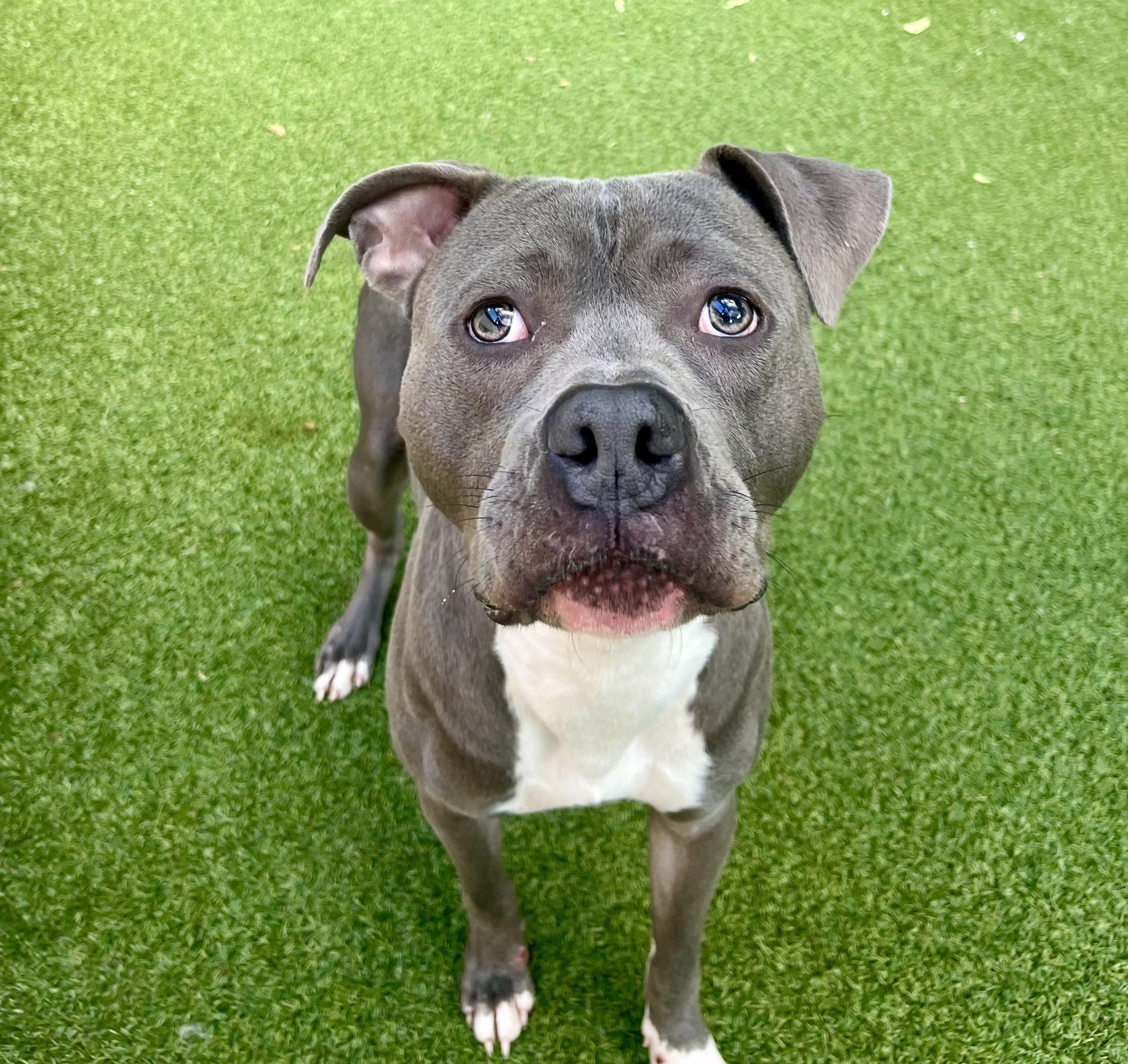 Enlarge Junior, a Adoptable mixed breed in Greenwich, CT image 2/2