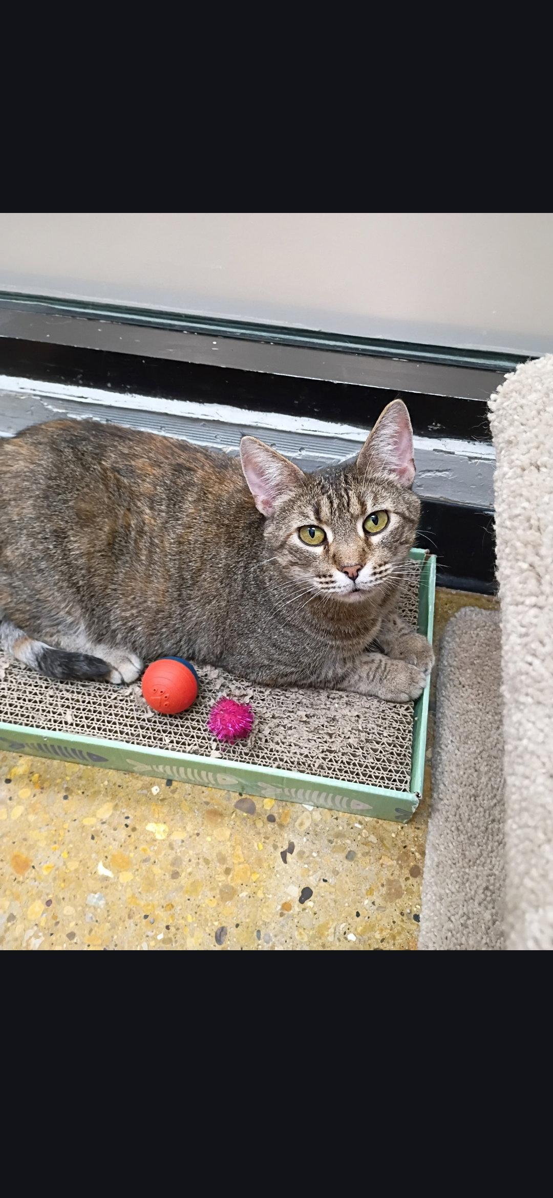 Ms. Frizzle, Adoptable, Adult Female Domestic Short Hair & Tabby.