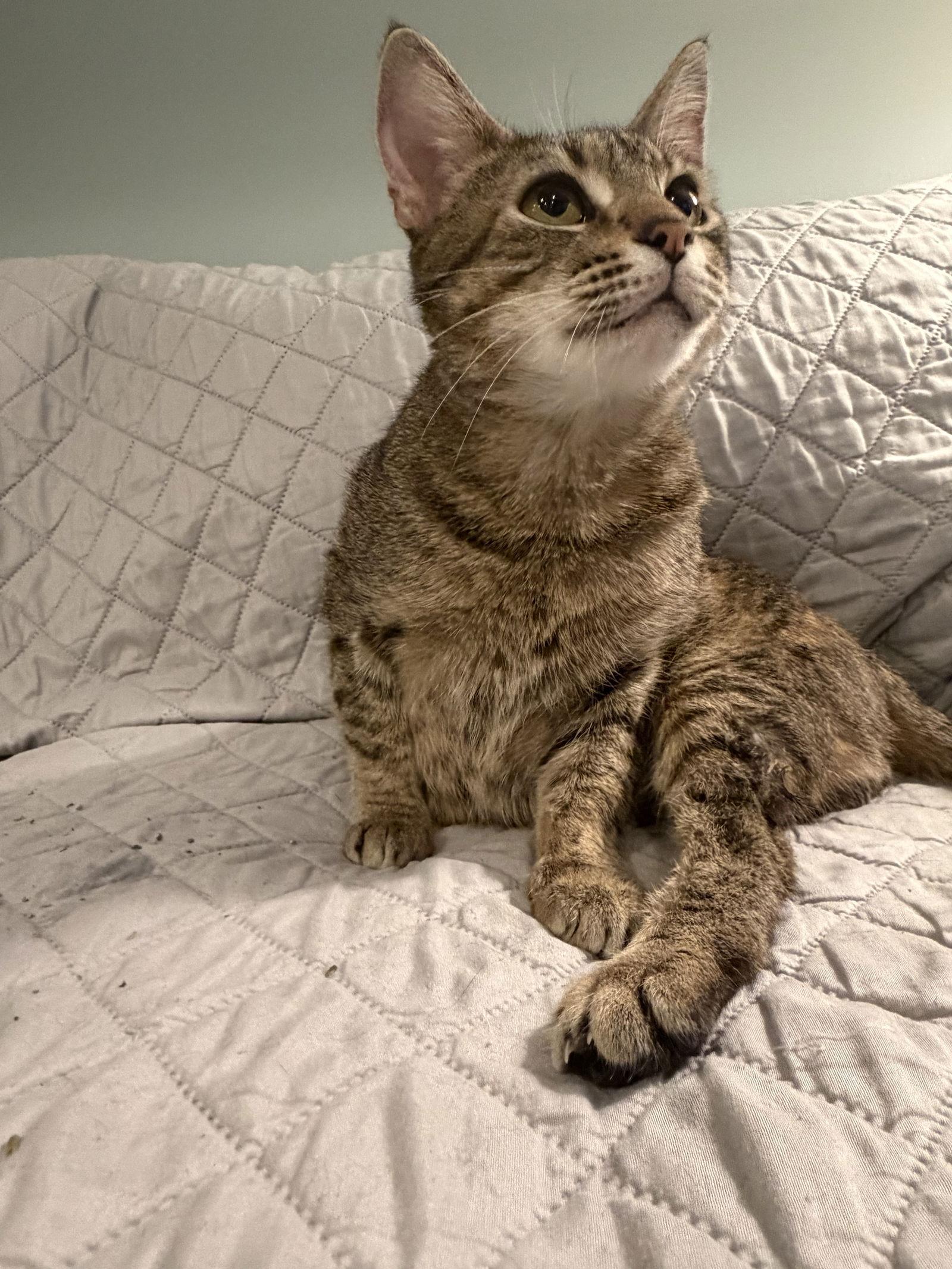 Ms. Frizzle, a Adoptable mixed breed in Wheaton, IL image 1/3