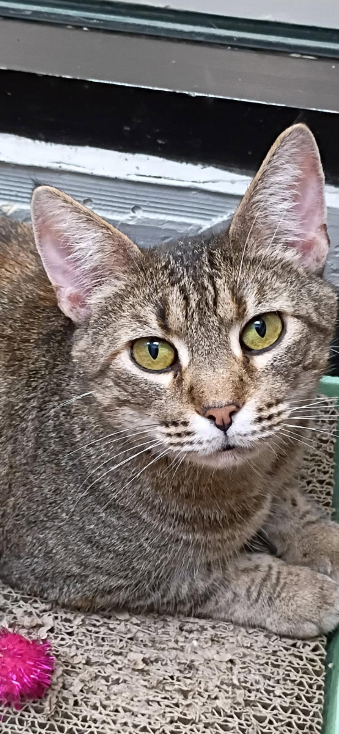 Enlarge Ms. Frizzle, a Adoptable mixed breed in Wheaton, IL image 3/3