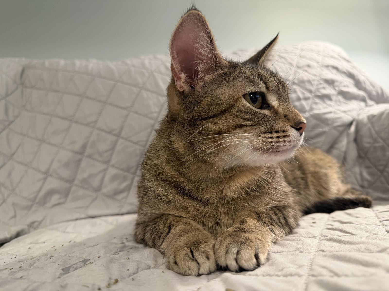 Ms. Frizzle, a Adoptable mixed breed in Wheaton, IL image 3/3