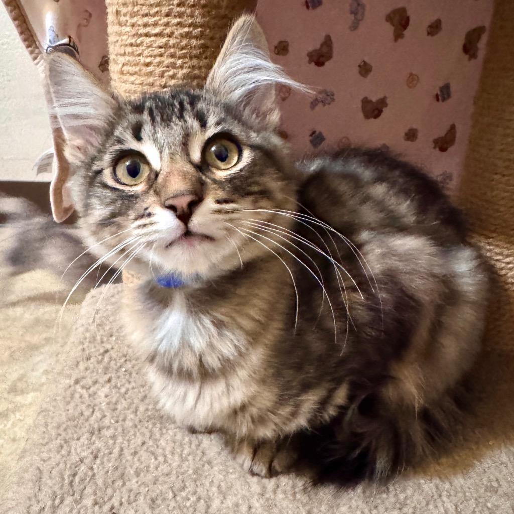 Snicker, Adopted, Kitten Male Domestic Medium Hair.