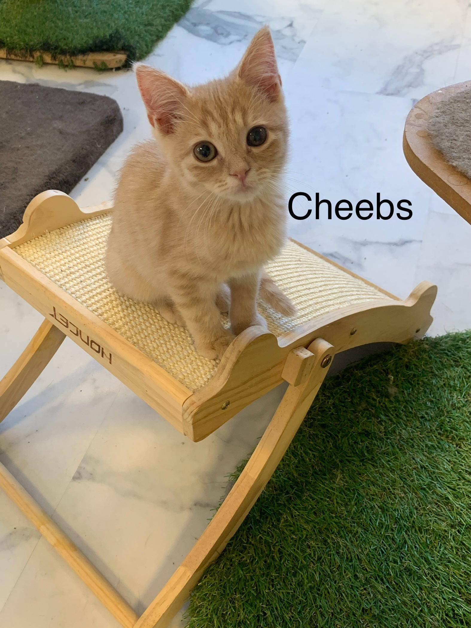 Cheebs, Adoptable, Young Male Domestic Short Hair.