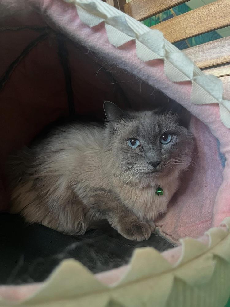 Snowflake, Adoptable, Adult Female Siamese & Domestic Long Hair.