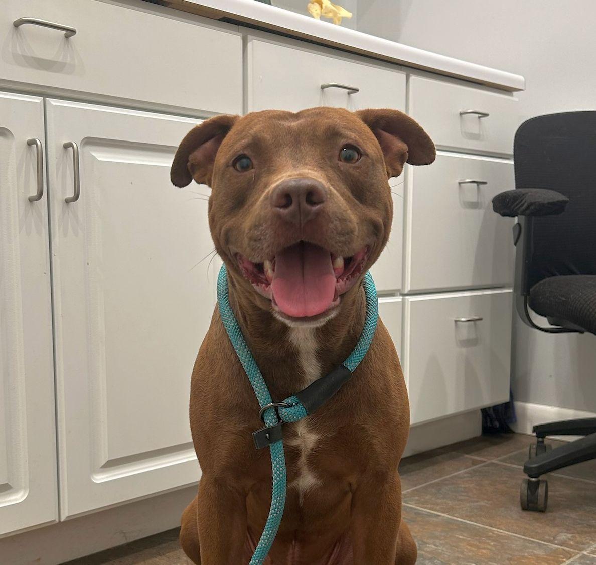 Oliver, Adoptable, Adult Male American Bulldog.