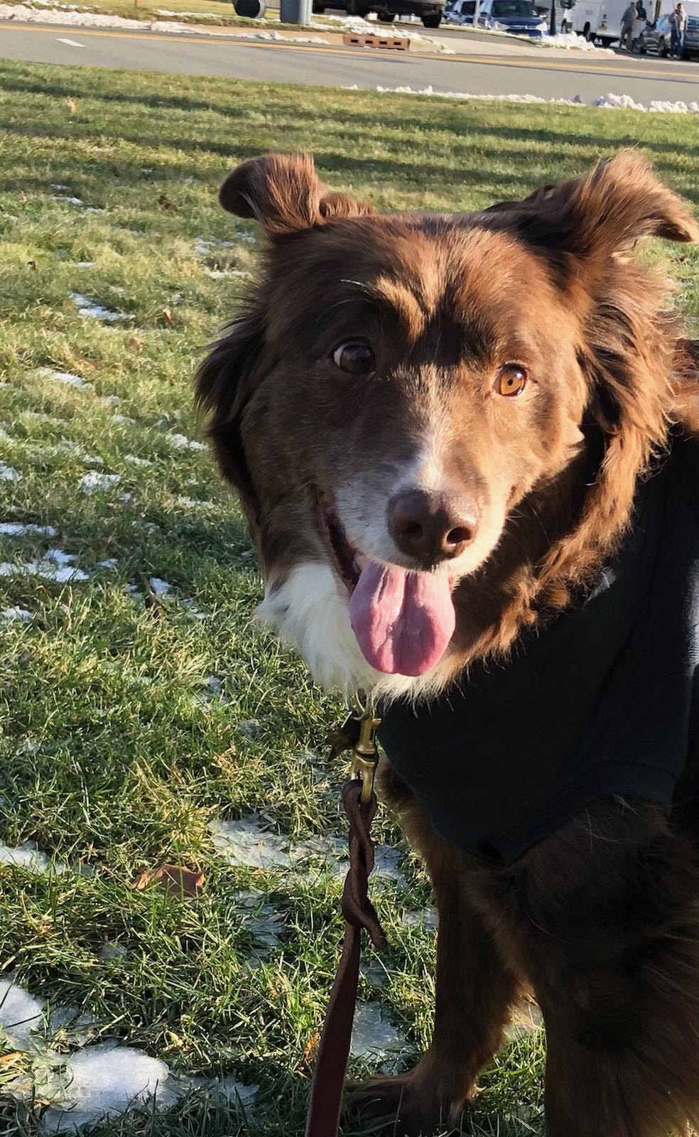 Enlarge Scout, a Adoptable Australian Shepherd in North Haledon, NJ image 1/6