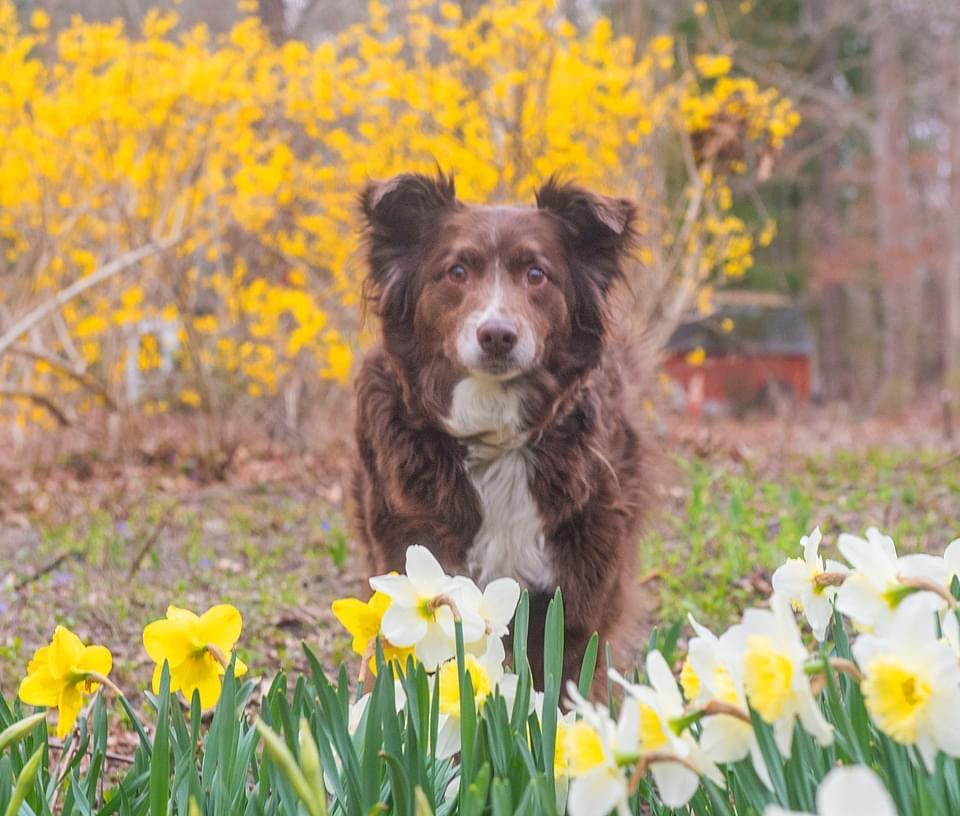 Enlarge Scout, a Adoptable Australian Shepherd in North Haledon, NJ image 2/6