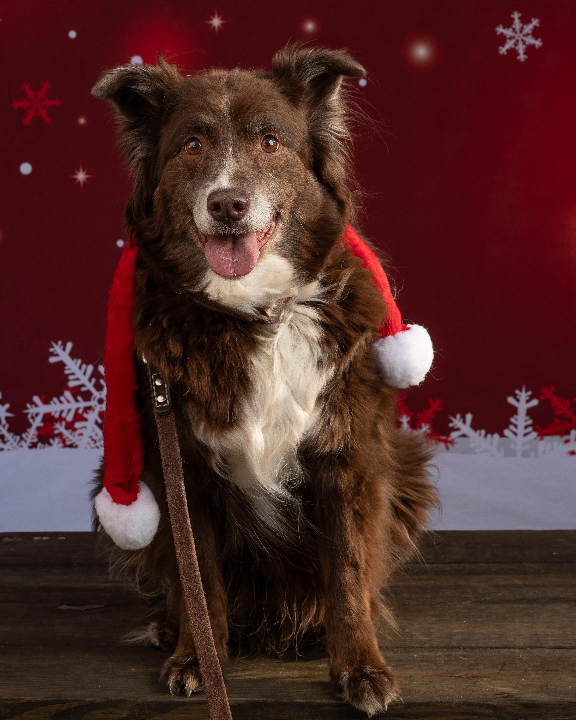 Scout, a Adoptable Australian Shepherd in North Haledon, NJ image 2/6