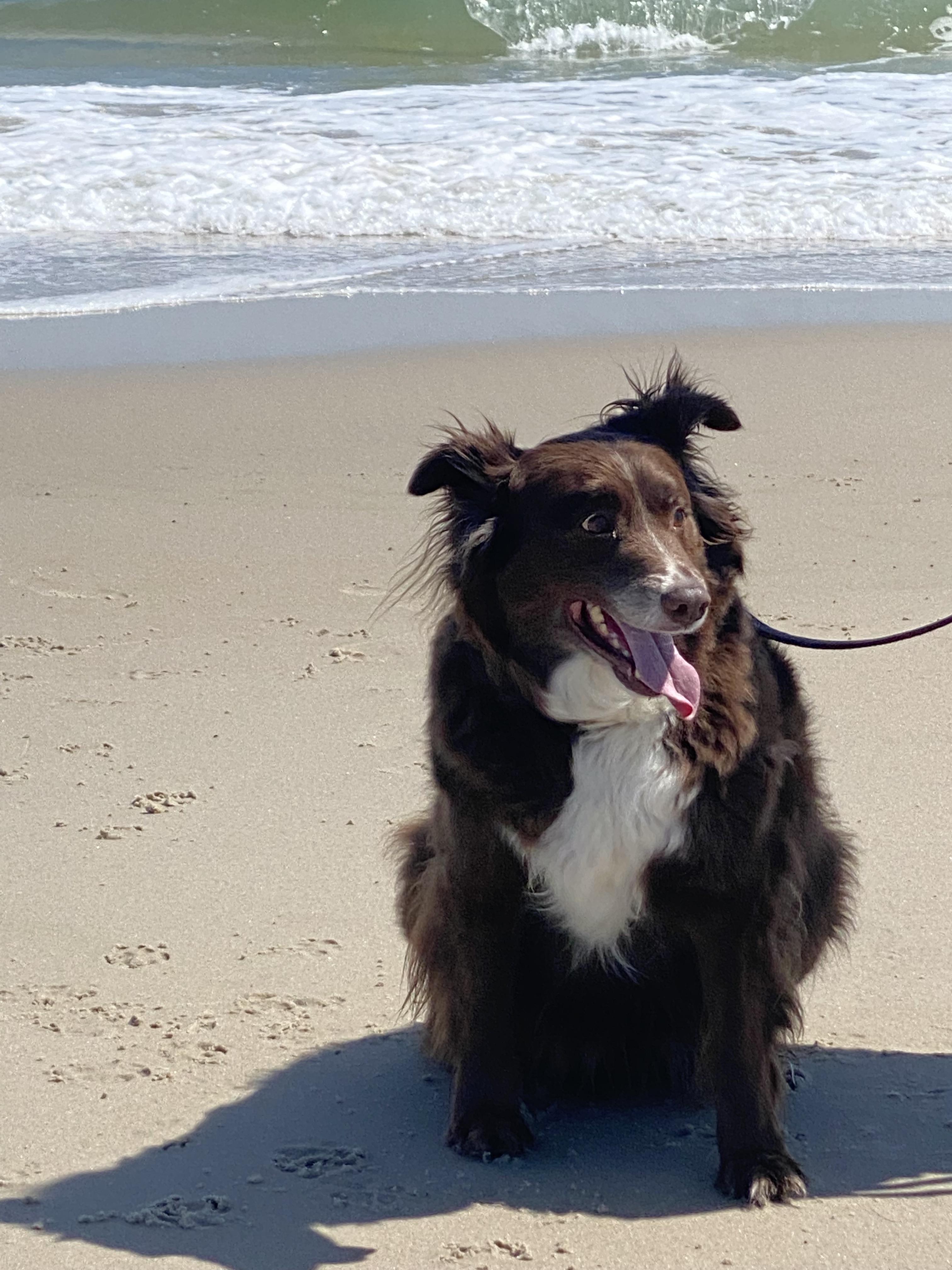 Scout, a Adoptable Australian Shepherd in North Haledon, NJ image 3/6