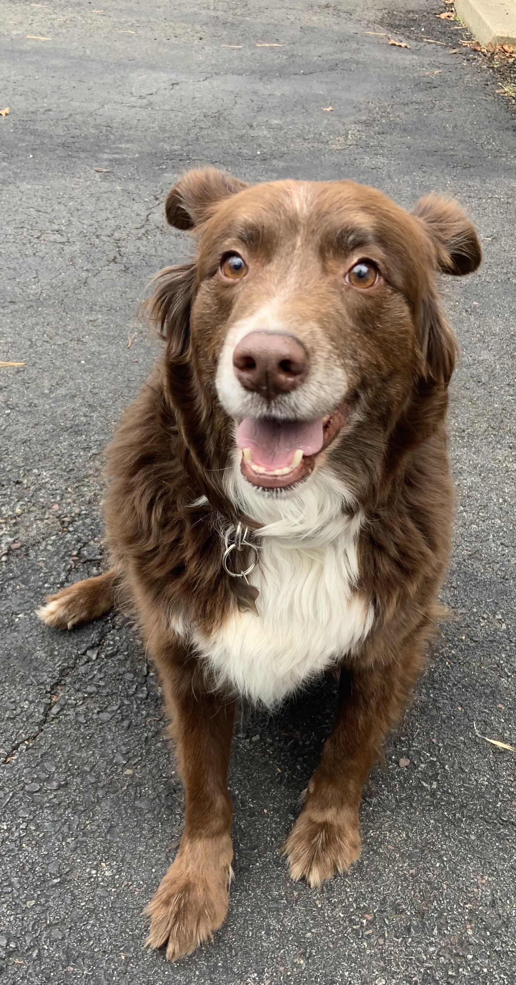 Enlarge Scout, a Adoptable Australian Shepherd in North Haledon, NJ image 4/6