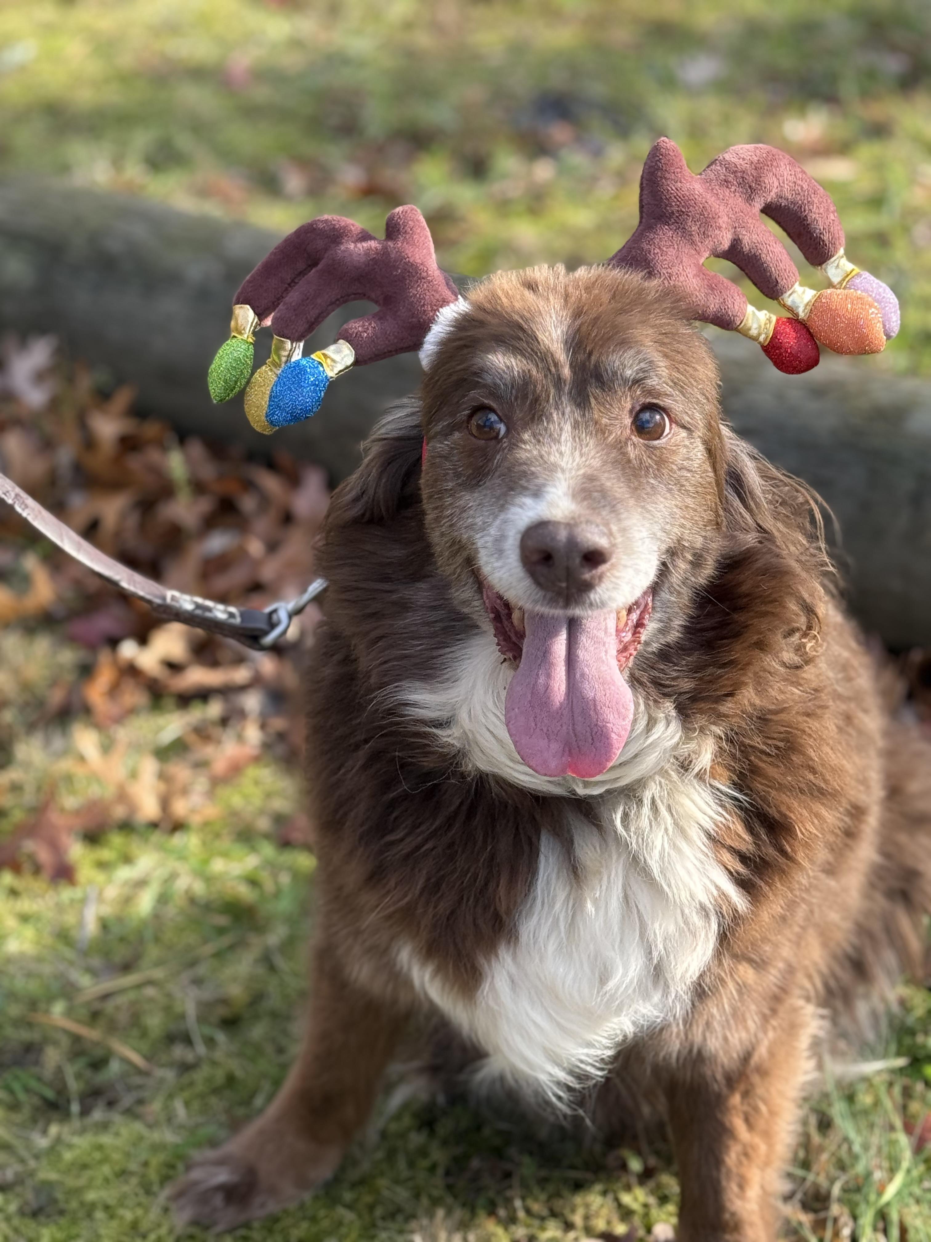 Scout, a Adoptable Australian Shepherd in North Haledon, NJ image 6/6