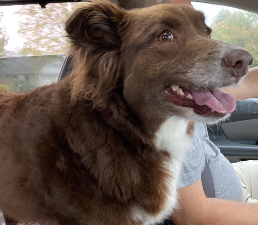Enlarge Scout, a Adoptable Australian Shepherd in North Haledon, NJ image 6/6
