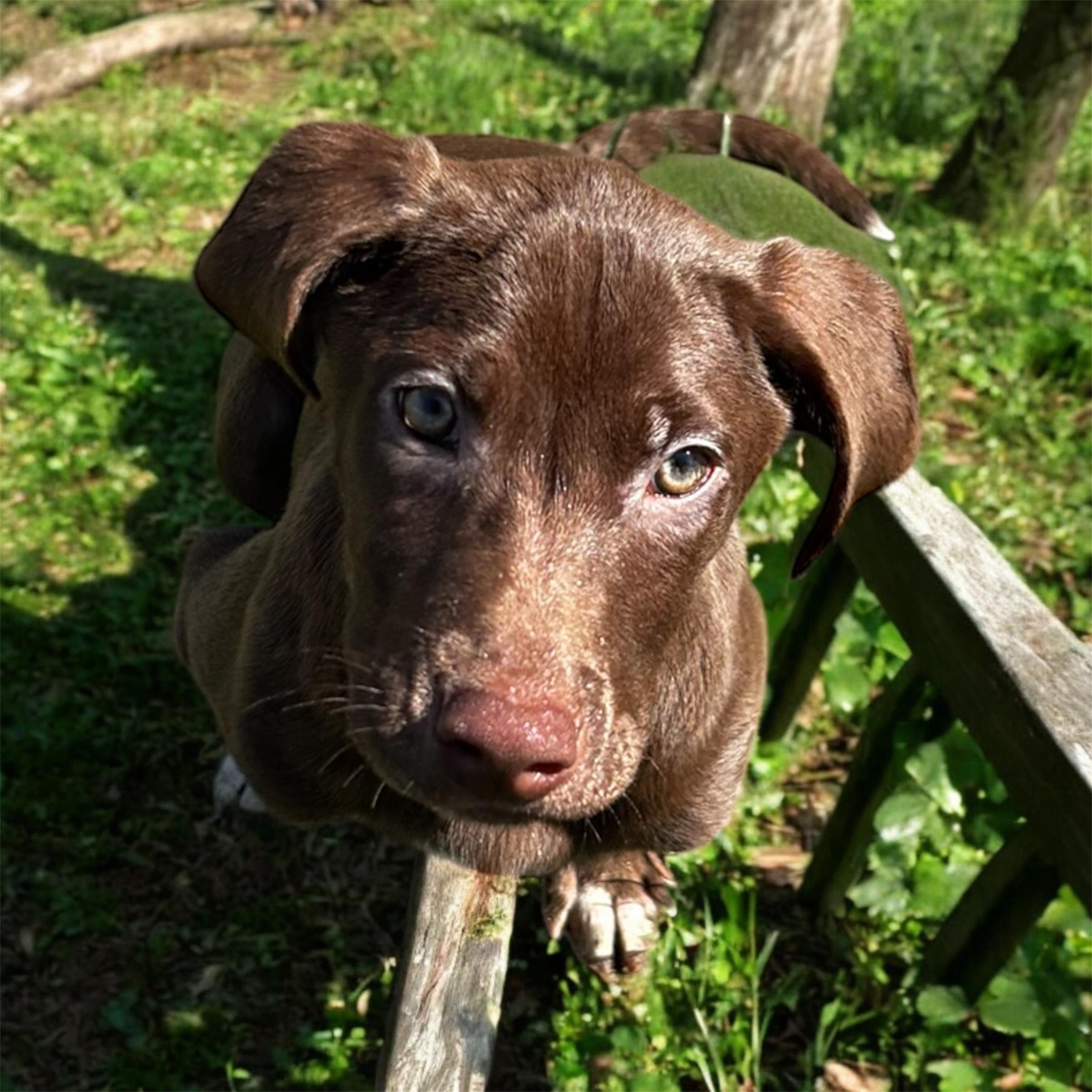 Enlarge Knox, a Adoptable mixed breed in Brownstown, IN image 1/1