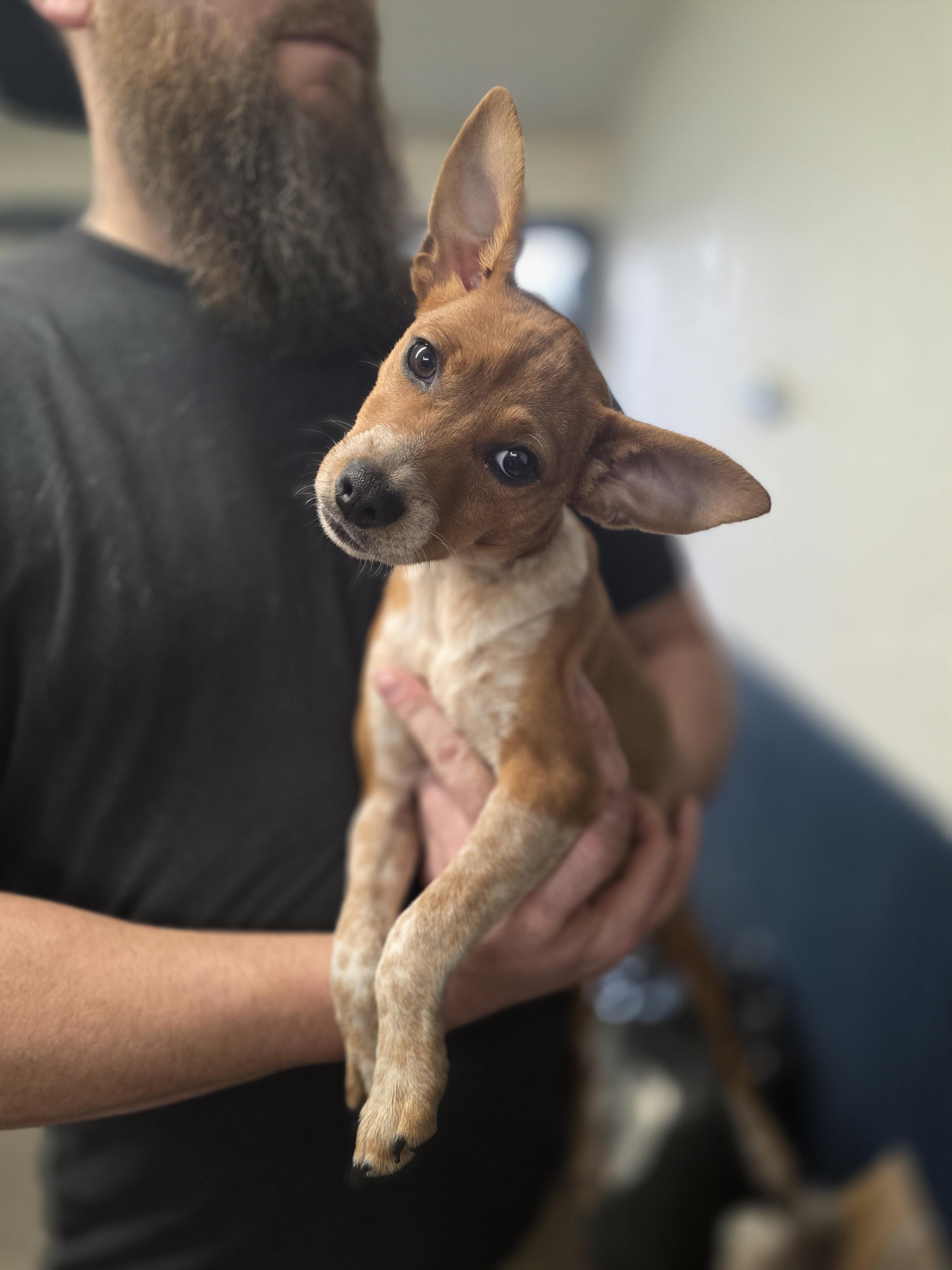 Enlarge Poppy Louise, an adopted mixed breed in Salamanca, NY image 4/4