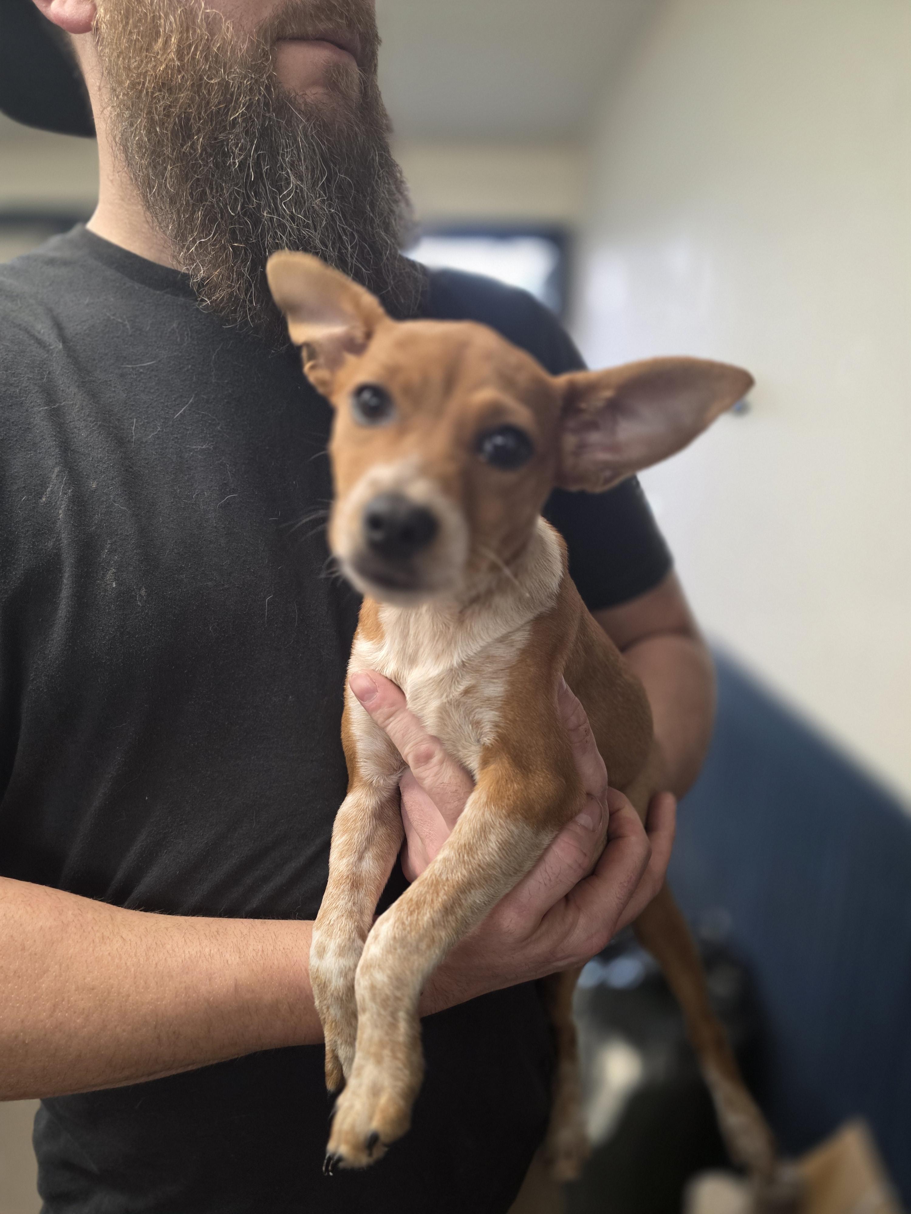 Poppy Louise, adopted, Puppy Female Chihuahua.