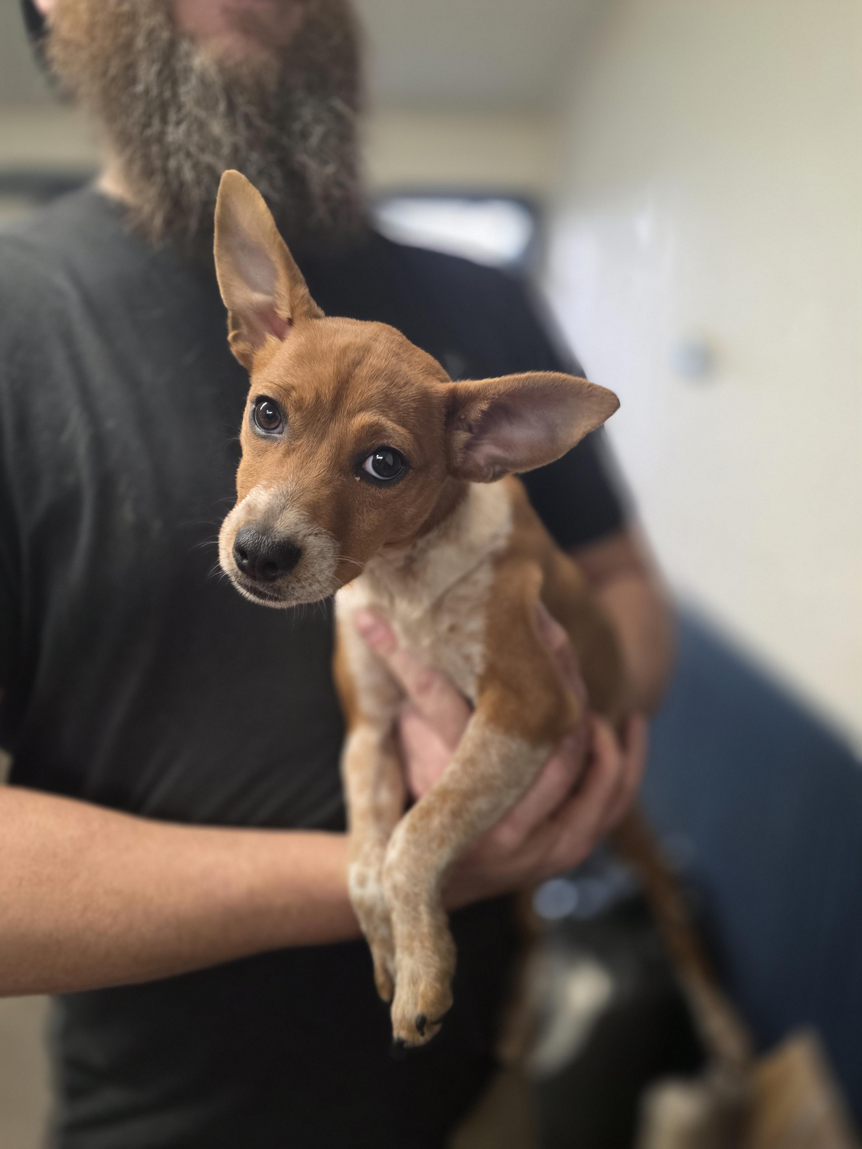 Enlarge Poppy Louise, an adopted mixed breed in Salamanca, NY image 3/4