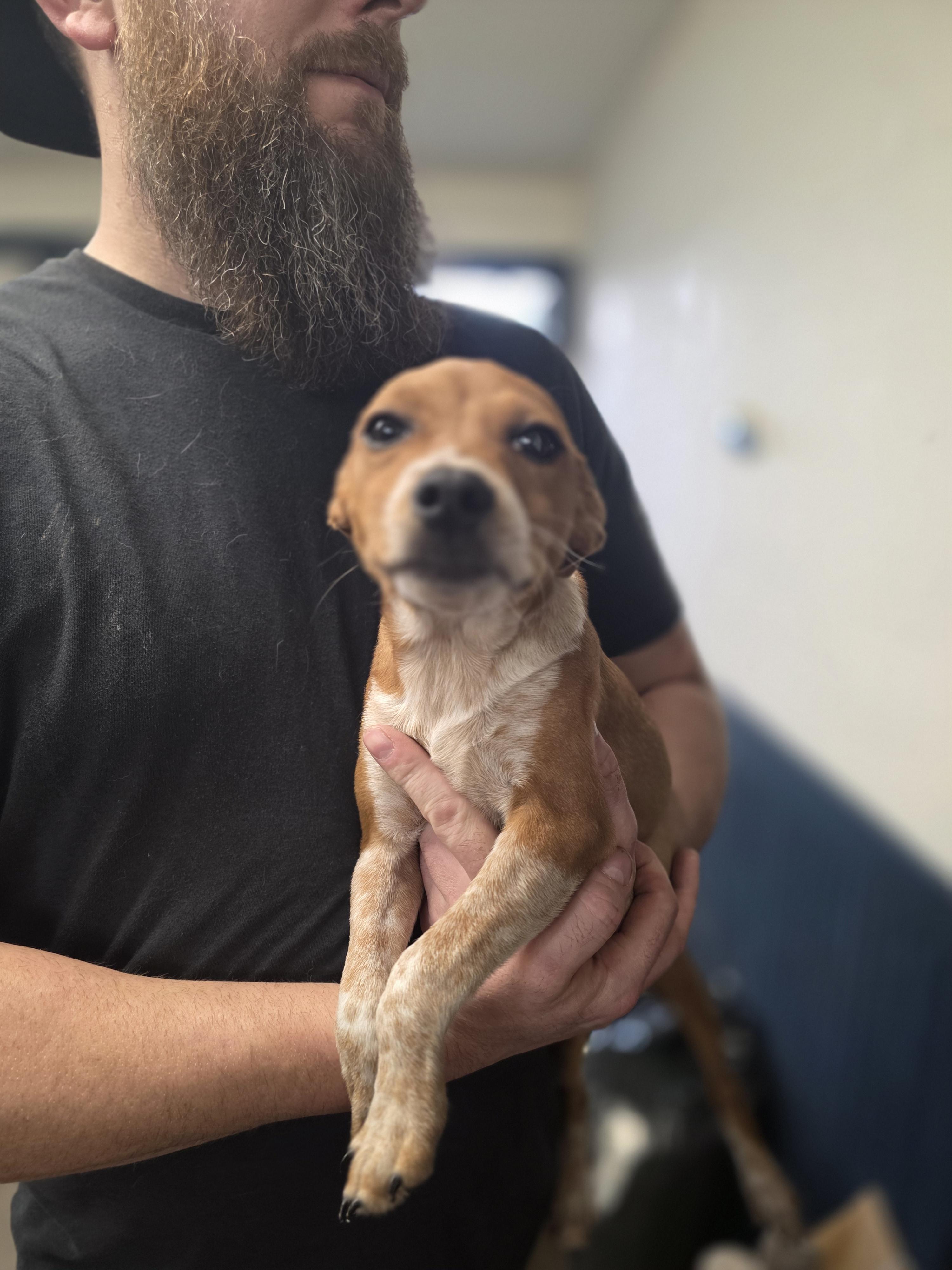 Enlarge Poppy Louise, an adopted mixed breed in Salamanca, NY image 2/4