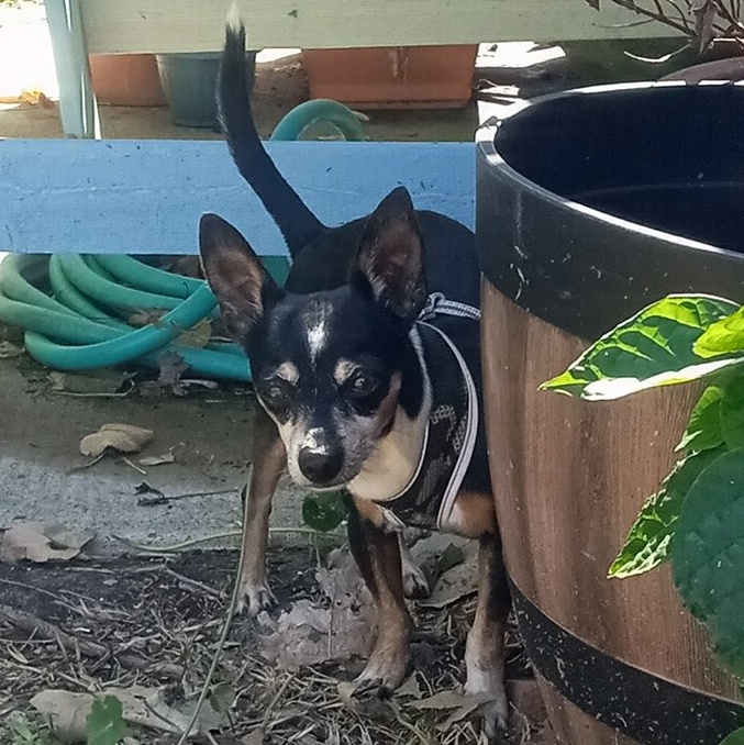 Dog for adoption Ollie, a Chihuahua & Dachshund Mix in Portland, OR