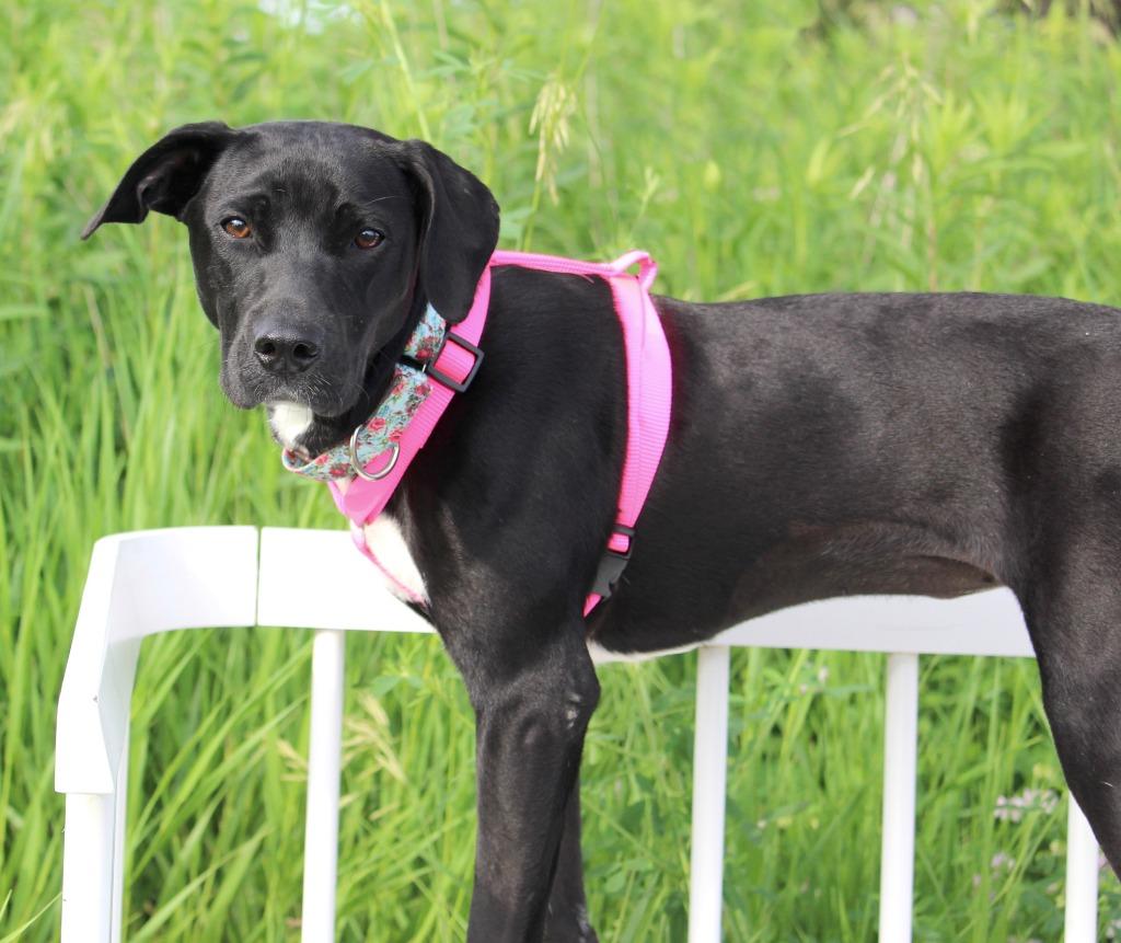 Enlarge Mia, a Adoptable mixed breed in Savage, MN image 1/6
