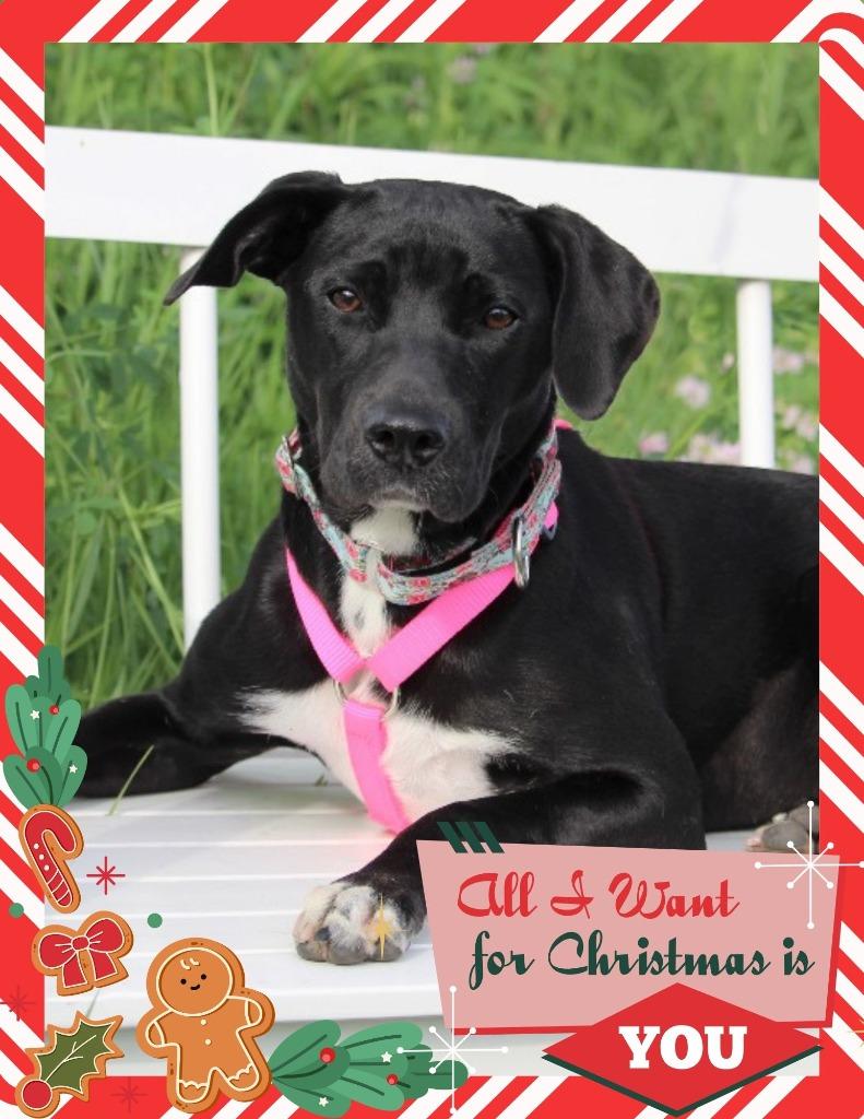 Enlarge Mia, a Adoptable mixed breed in Savage, MN image 2/6