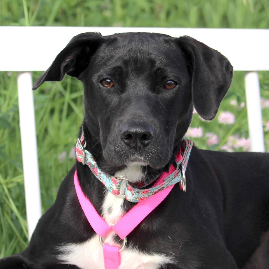 Mia, a Adoptable mixed breed in Savage, MN image 1/5