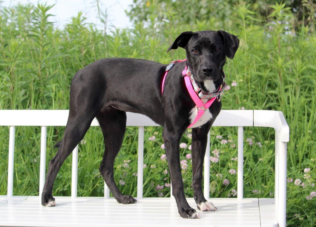 Enlarge Mia, a Adoptable mixed breed in Savage, MN image 4/6