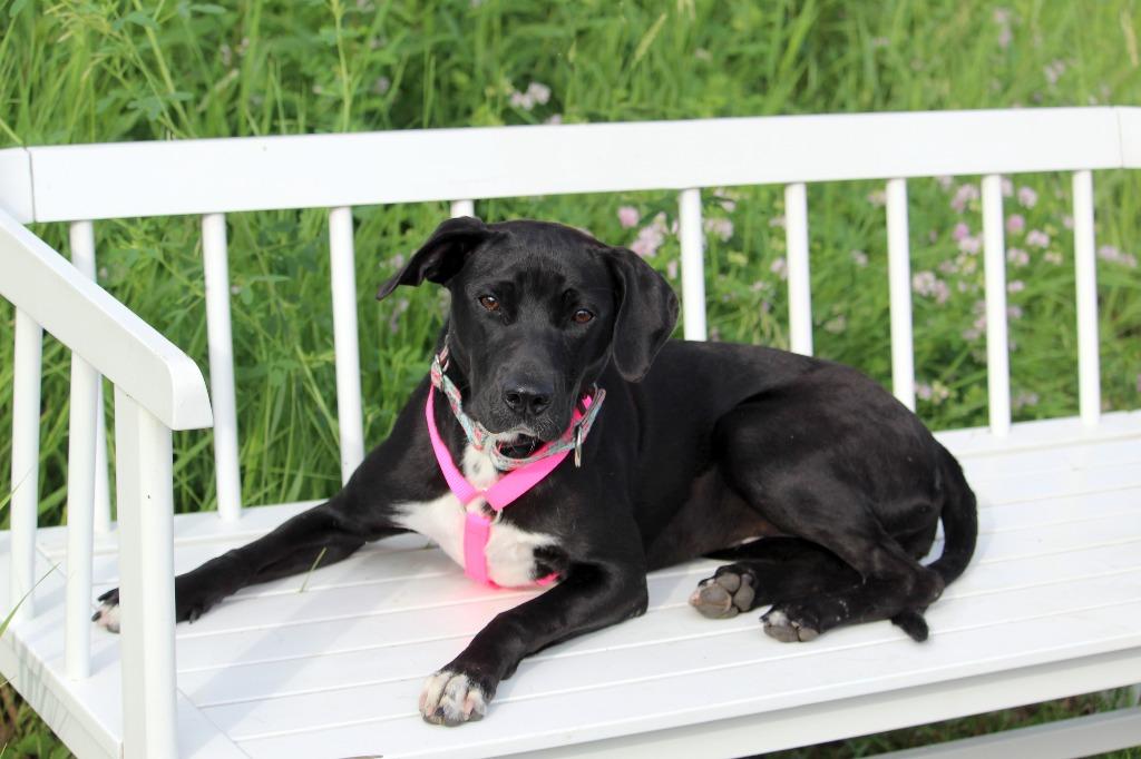 Enlarge Mia, a Adoptable mixed breed in Savage, MN image 5/6