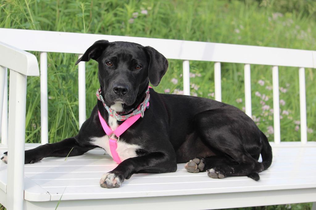 Mia, a Adoptable mixed breed in Savage, MN image 5/5