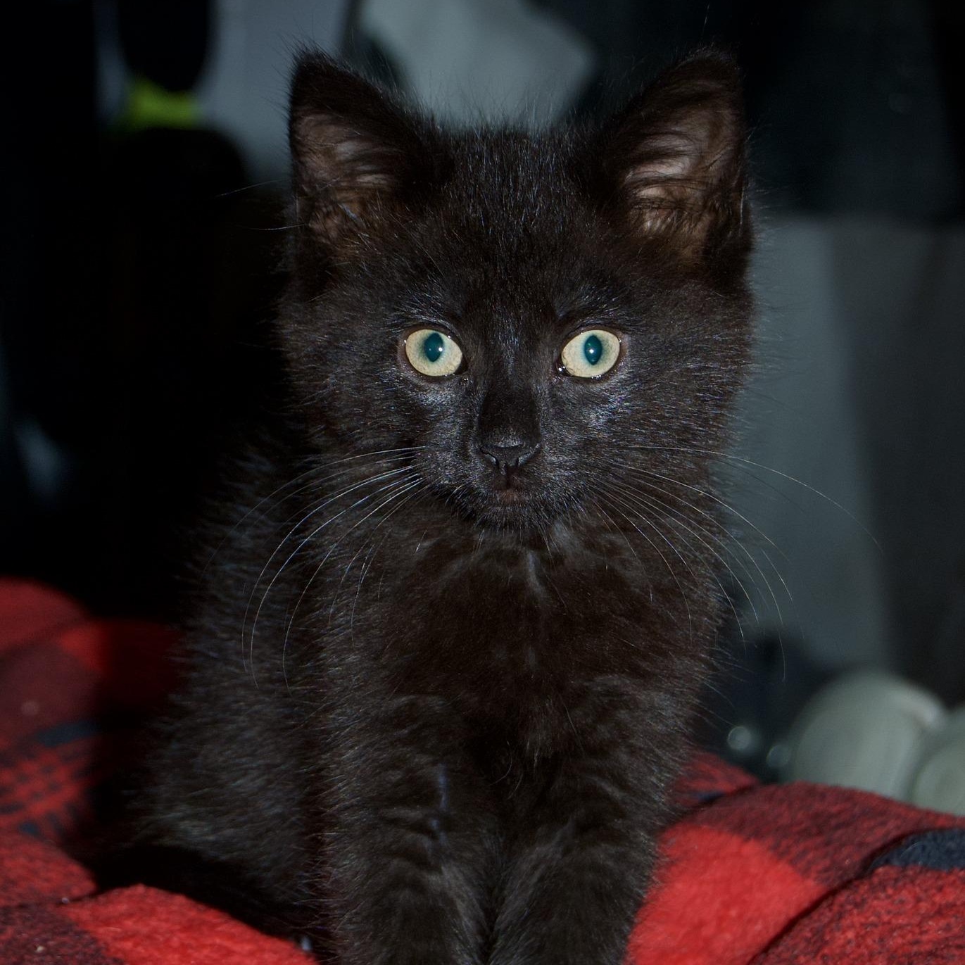 Plum, Baby Male Domestic Short Hair