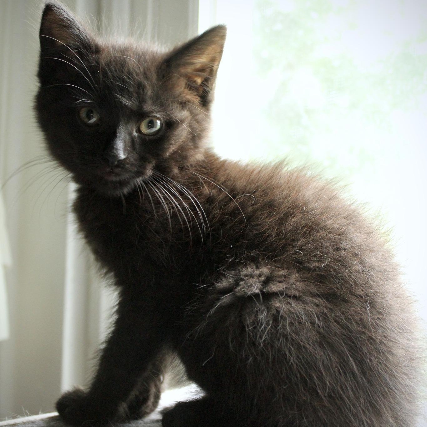 Plum photo 2