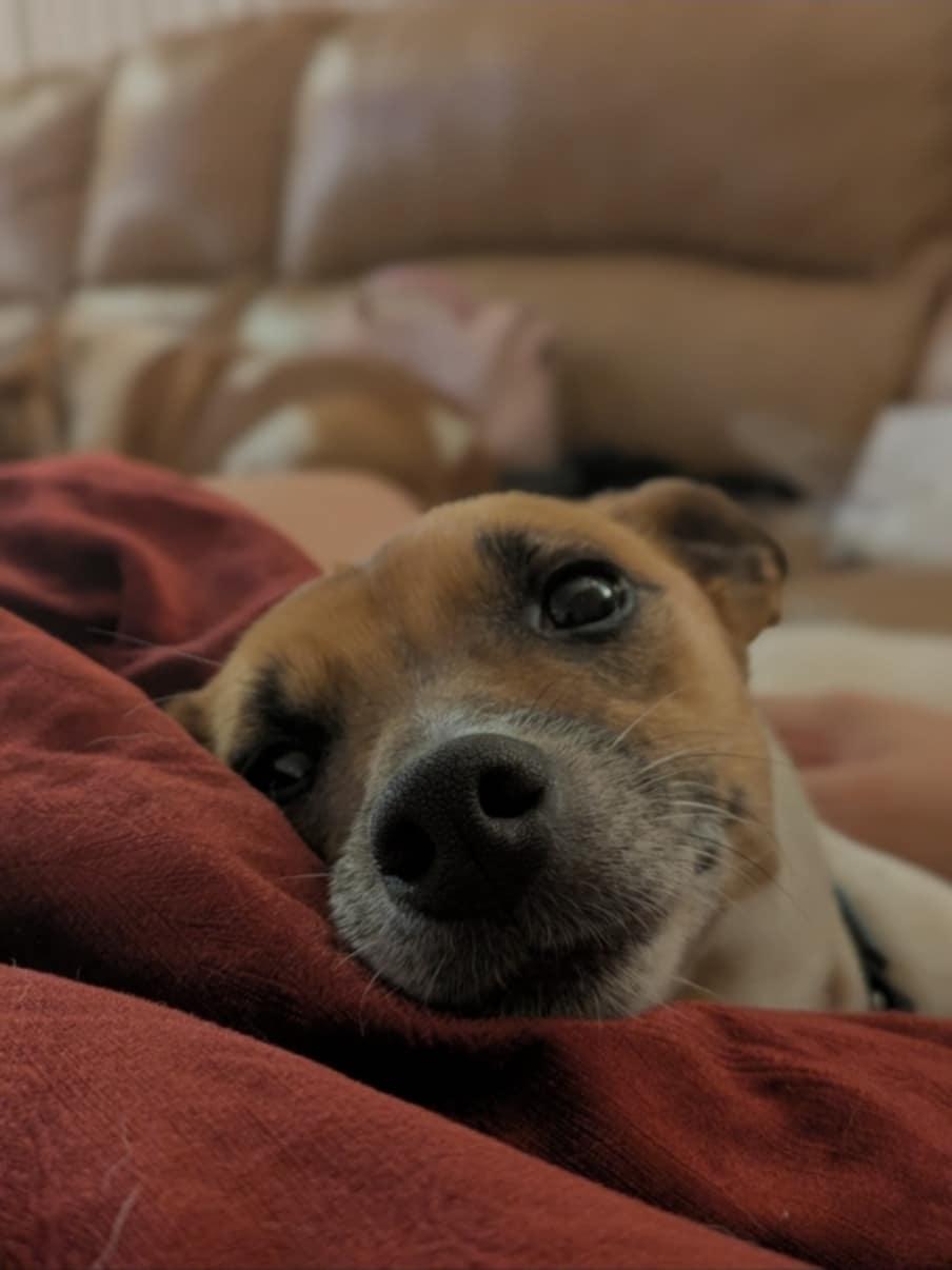 Bonnie
