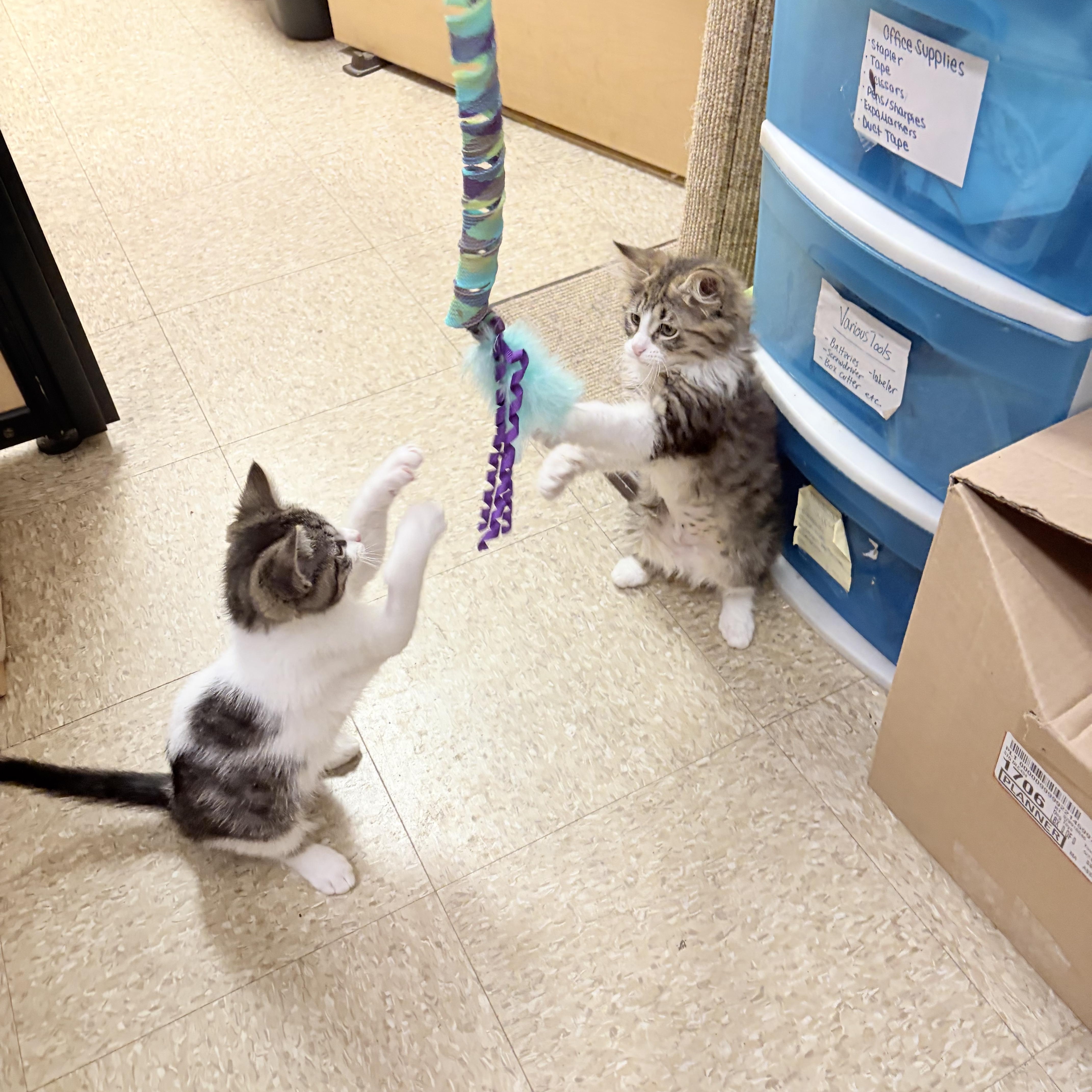 Lilac & Dahlia, an adopted Domestic Long Hair in Cambridge, MA image 3/4