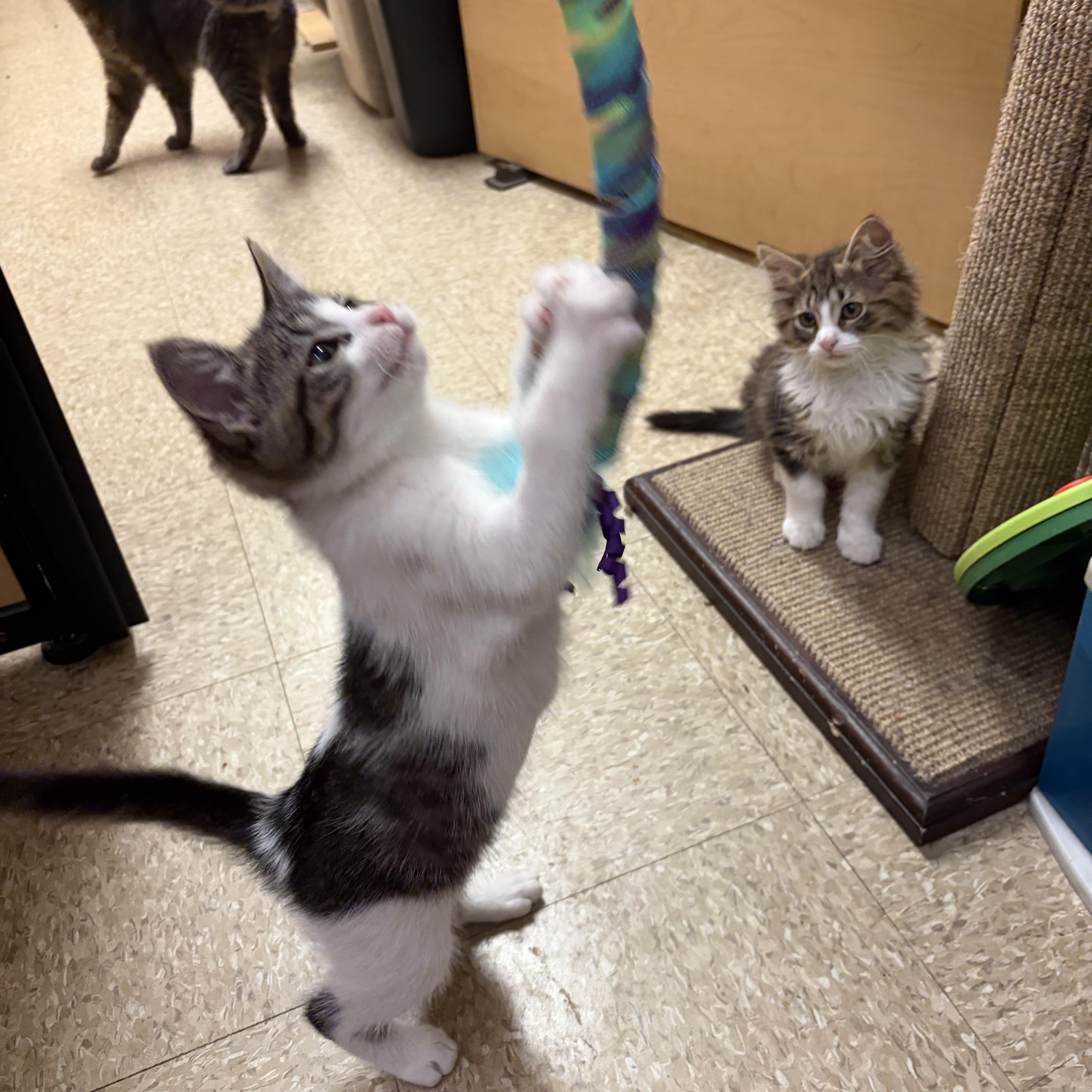 Lilac & Dahlia, an adopted Domestic Long Hair in Cambridge, MA image 2/4