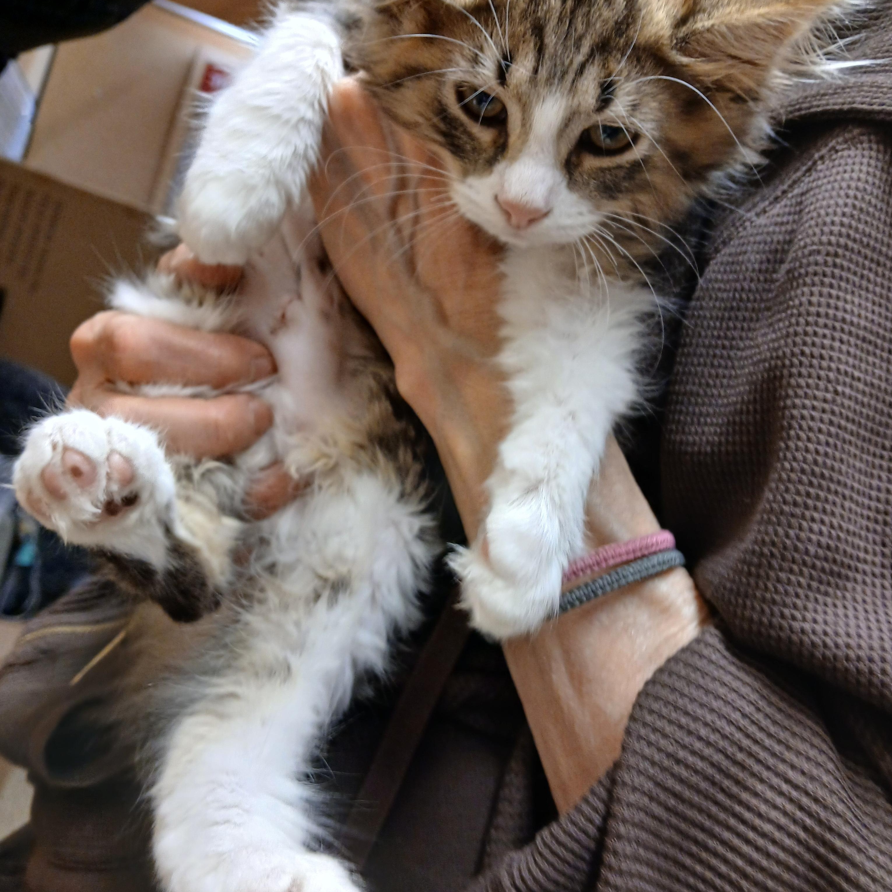 Lilac & Dahlia, an adopted Domestic Long Hair in Cambridge, MA image 4/4