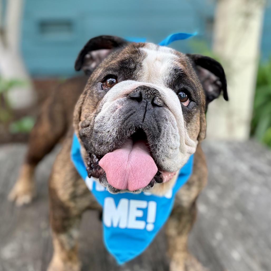 Gumdrop, a Adoptable English Bulldog in Pacific Grove, CA image 2/4