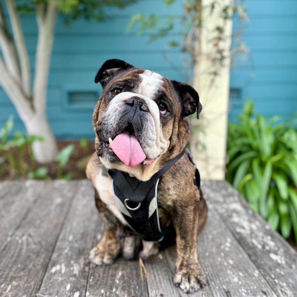 Gumdrop, a Adoptable English Bulldog in Pacific Grove, CA image 3/4