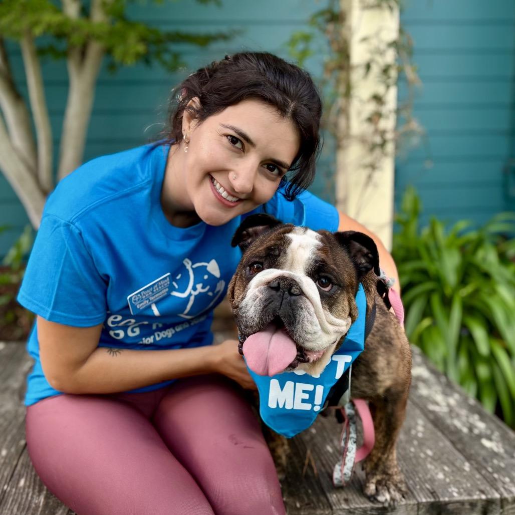 Gumdrop, Adoptable, Senior Female English Bulldog.