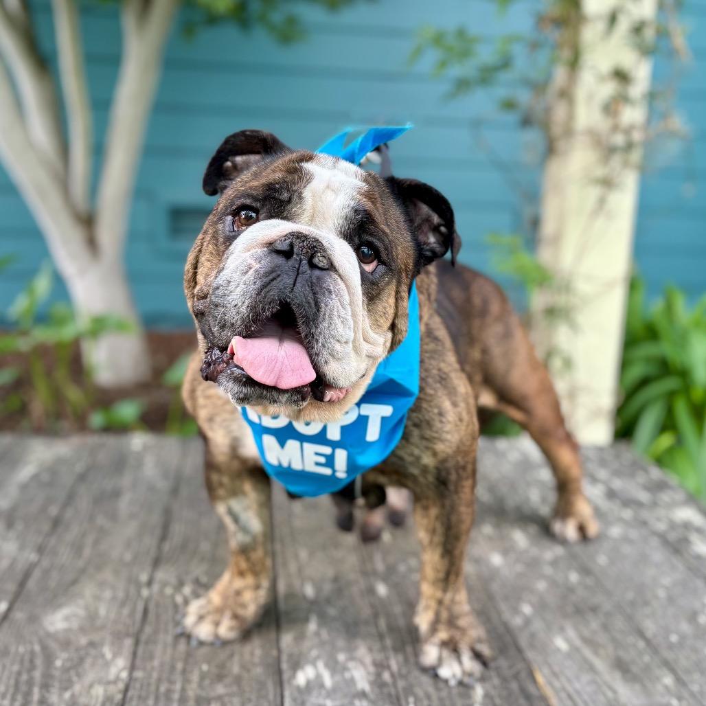 Gumdrop, a Adoptable English Bulldog in Pacific Grove, CA image 3/5