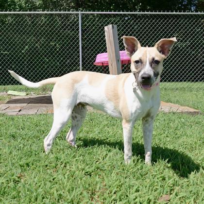 Enlarge Sparrow, a Adoptable mixed breed in Dahlonega, GA image 1/3