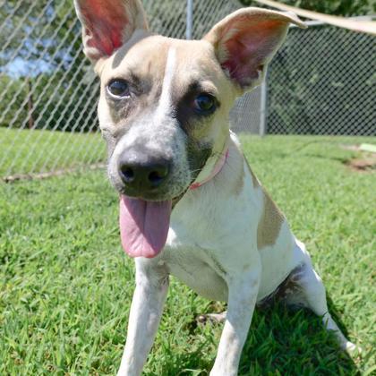 Enlarge Sparrow, a Adoptable mixed breed in Dahlonega, GA image 2/3