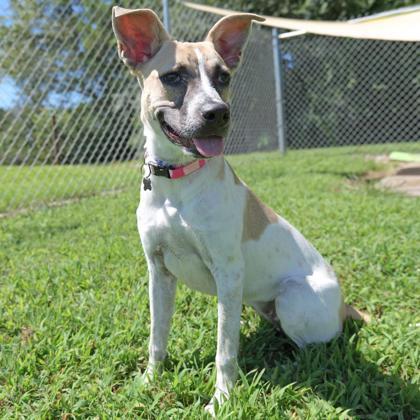 Enlarge Sparrow, a Adoptable mixed breed in Dahlonega, GA image 3/3