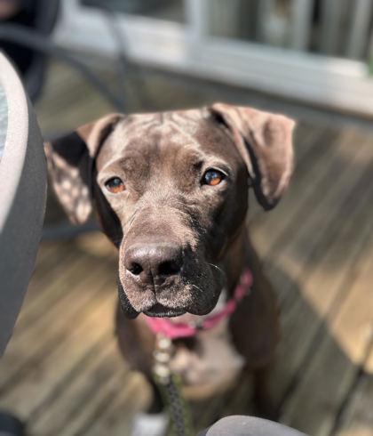 Enlarge Holly, a Adoptable mixed breed in Humboldt, IA image 1/3