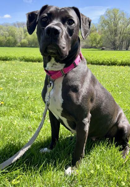 Enlarge Holly, a Adoptable mixed breed in Humboldt, IA image 3/3