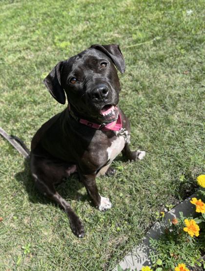 Enlarge Holly, a Adoptable mixed breed in Humboldt, IA image 3/3