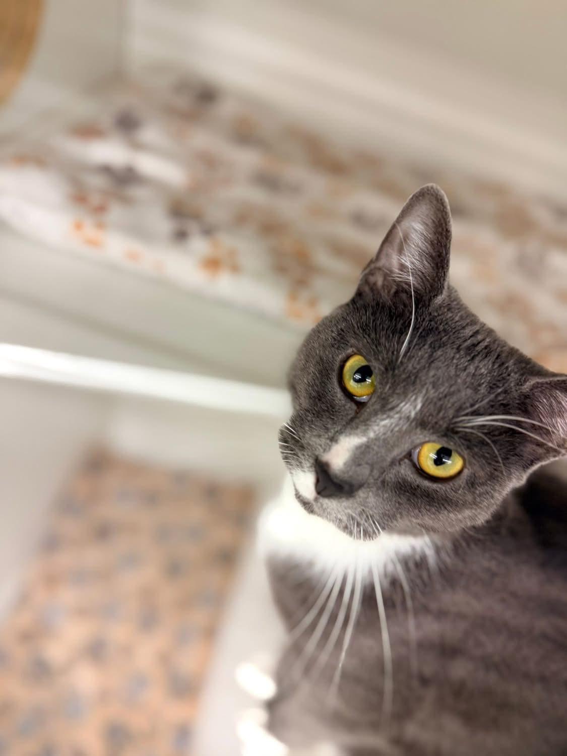 Enlarge Fieryo, an adopted Domestic Short Hair in Cleveland, OH image 1/6