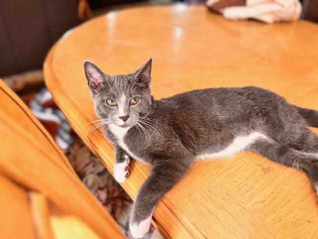 Fieryo, Adoptable, Young Male Domestic Short Hair.